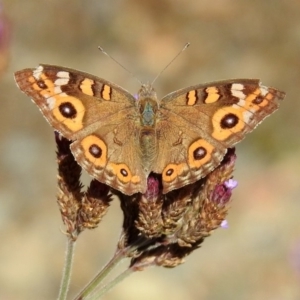 Junonia villida at Paddys River, ACT - 27 Mar 2019