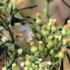 Theclinesthes serpentata at Paddys River, ACT - 27 Mar 2019 03:47 PM