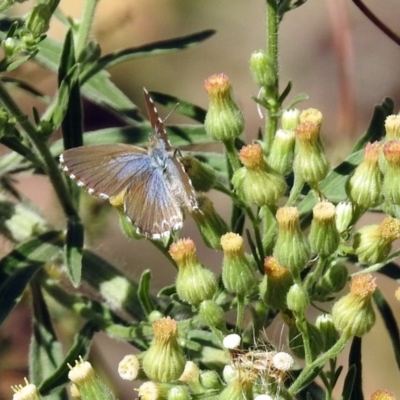 Theclinesthes serpentata (Saltbush Blue) at Cotter Reserve - 27 Mar 2019 by RodDeb