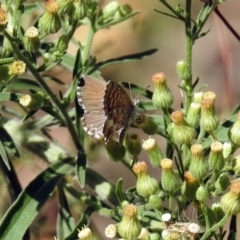 Theclinesthes serpentata at Paddys River, ACT - 27 Mar 2019 03:47 PM