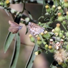 Theclinesthes serpentata at Paddys River, ACT - 27 Mar 2019 03:47 PM