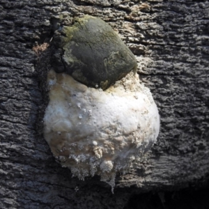 Phellinus sp. (non-resupinate) at Paddys River, ACT - 27 Mar 2019