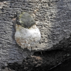 Phellinus sp. (non-resupinate) at Paddys River, ACT - 27 Mar 2019