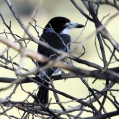 Cracticus torquatus (Grey Butcherbird) at Paddys River, ACT - 27 Mar 2019 by RodDeb