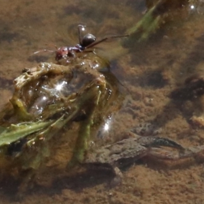 Crinia sp. (genus) (A froglet) at Mount Ainslie - 12 Mar 2019 by jb2602