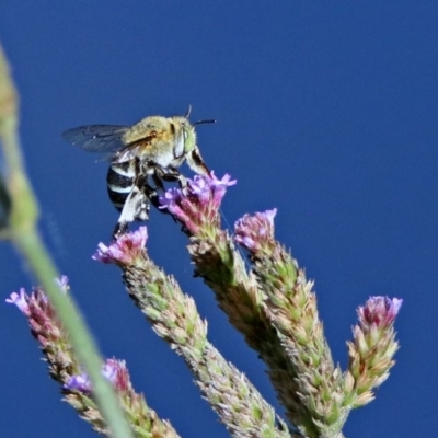 Amegilla (Zonamegilla) asserta (Blue Banded Bee) at Cotter Reserve - 27 Mar 2019 by RodDeb