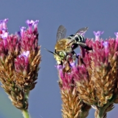 Amegilla (Zonamegilla) asserta at Paddys River, ACT - 27 Mar 2019