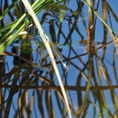 Ischnura heterosticta (Common Bluetail Damselfly) at Cotter Reserve - 27 Mar 2019 by RodDeb