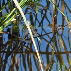 Ischnura heterosticta at Paddys River, ACT - 27 Mar 2019