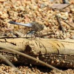 Orthetrum caledonicum (Blue Skimmer) at Paddys River, ACT - 27 Mar 2019 by RodDeb