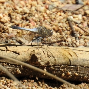 Orthetrum caledonicum at Paddys River, ACT - 27 Mar 2019