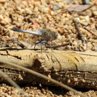 Orthetrum caledonicum (Blue Skimmer) at Paddys River, ACT - 27 Mar 2019 by RodDeb