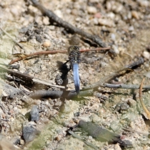 Orthetrum caledonicum at Paddys River, ACT - 27 Mar 2019