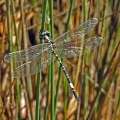 Parasynthemis regina (Royal Tigertail) at Paddys River, ACT - 27 Mar 2019 by RodDeb