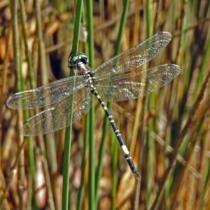 Parasynthemis regina at Paddys River, ACT - 27 Mar 2019