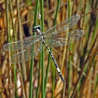 Parasynthemis regina (Royal Tigertail) at Paddys River, ACT - 27 Mar 2019 by RodDeb