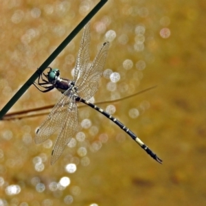 Parasynthemis regina at Paddys River, ACT - 27 Mar 2019 01:29 PM