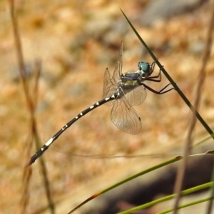 Parasynthemis regina at Paddys River, ACT - 27 Mar 2019 01:29 PM