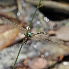 Parasynthemis regina at Paddys River, ACT - 27 Mar 2019 01:29 PM