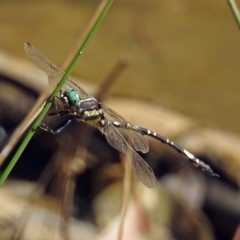 Parasynthemis regina at Paddys River, ACT - 27 Mar 2019