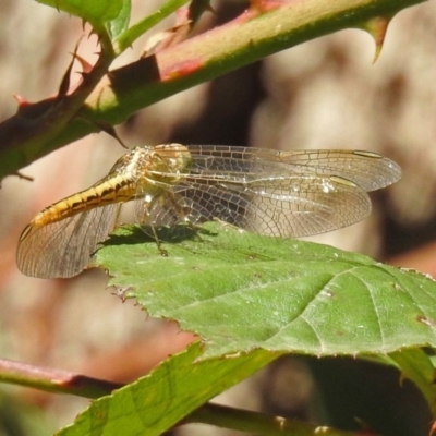 Diplacodes haematodes (Scarlet Percher) at Paddys River, ACT - 27 Mar 2019 by RodDeb