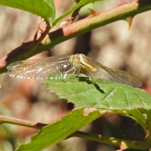 Diplacodes haematodes at Paddys River, ACT - 27 Mar 2019