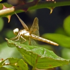 Diplacodes haematodes at Paddys River, ACT - 27 Mar 2019