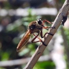 Colepia ingloria (A robber fly) at Paddys River, ACT - 27 Mar 2019 by RodDeb
