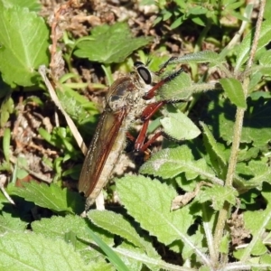 Colepia ingloria at Paddys River, ACT - 27 Mar 2019 11:21 AM