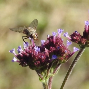 Prosena sp. (genus) at Paddys River, ACT - 27 Mar 2019