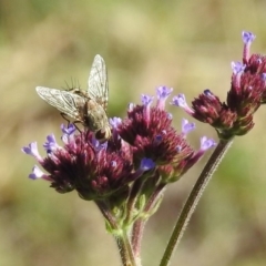 Prosena sp. (genus) at Paddys River, ACT - 27 Mar 2019