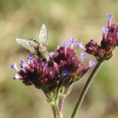 Prosena sp. (genus) at Paddys River, ACT - 27 Mar 2019 11:25 AM
