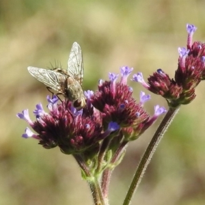 Prosena sp. (genus) at Paddys River, ACT - 27 Mar 2019