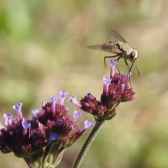 Prosena sp. (genus) at Paddys River, ACT - 27 Mar 2019