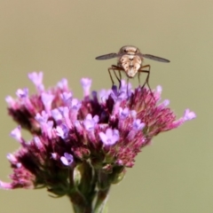 Prosena sp. (genus) at Paddys River, ACT - 27 Mar 2019 11:25 AM