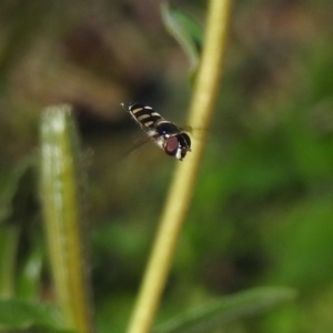 Melangyna sp. (genus) at Paddys River, ACT - 27 Mar 2019