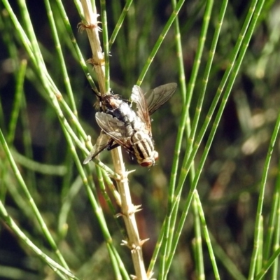 Sarcophagidae (family) (Unidentified flesh fly) at Paddys River, ACT - 27 Mar 2019 by RodDeb