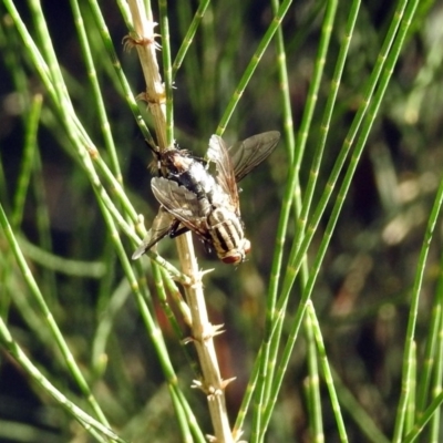 Sarcophagidae sp. (family) (Unidentified flesh fly) at Cotter Reserve - 27 Mar 2019 by RodDeb