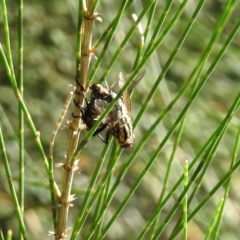 Sarcophagidae (family) at Paddys River, ACT - 27 Mar 2019 03:47 PM