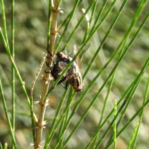 Sarcophagidae sp. (family) at Paddys River, ACT - 27 Mar 2019