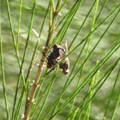 Sarcophagidae (family) at Paddys River, ACT - 27 Mar 2019 03:47 PM