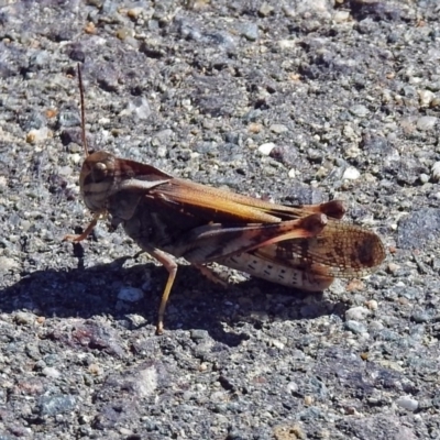 Gastrimargus musicus (Yellow-winged Locust or Grasshopper) at Cotter Reserve - 27 Mar 2019 by RodDeb