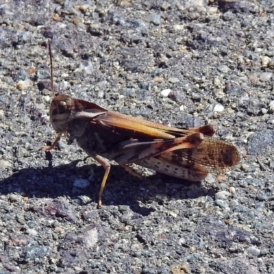 Gastrimargus musicus (Yellow-winged Locust or Grasshopper) at Uriarra Village, ACT - 27 Mar 2019 by RodDeb