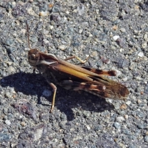 Gastrimargus musicus at Uriarra Village, ACT - 27 Mar 2019 02:53 PM