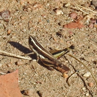 Macrotona australis (Common Macrotona Grasshopper) at Cotter Reserve - 27 Mar 2019 by RodDeb