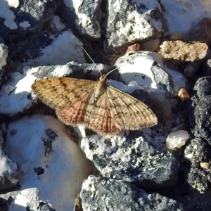 Scopula rubraria at Paddys River, ACT - 27 Mar 2019 05:15 PM