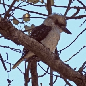 Dacelo novaeguineae at Coree, ACT - 27 Mar 2019 04:24 PM