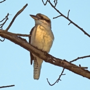 Dacelo novaeguineae at Coree, ACT - 27 Mar 2019 04:24 PM