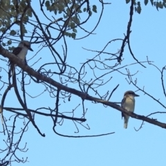 Dacelo novaeguineae at Coree, ACT - 27 Mar 2019 04:24 PM