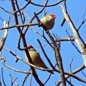 Neochmia temporalis at Paddys River, ACT - 27 Mar 2019